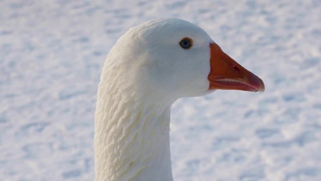 Portrait of a white domestic goose on winter background, close-up
