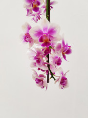 orchid flower upside down
