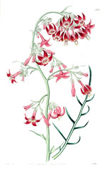 Illustration of flower