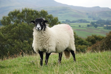sheep in the mountains © Magdalena