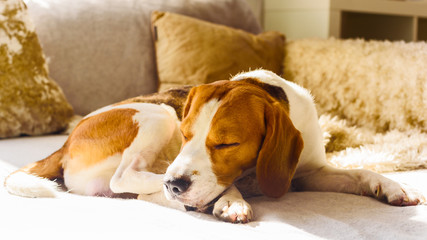 Dog beagle sleep at the couch in the sun light