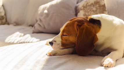 Obraz premium Dog beagle sleep at the couch in the sun light