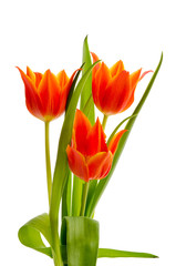 Lilienblütige orange Tulpen