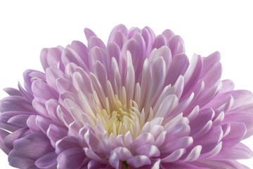 flower purple chrysanthemum on white background isolated