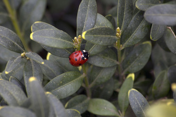 A ladybird sits on the leaves of a bush