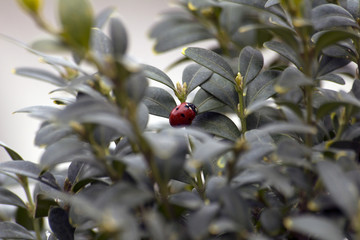 A ladybird sits on the leaves of a bush