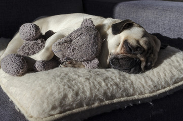 cute small dog breed pug sleeping on the wool pillow and holding old toy bear