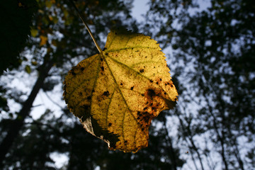 Old yellow leaf in the winter time