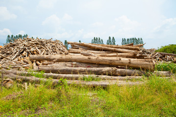 Stack of teak wood log