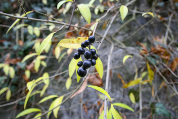 Detail of the black berry