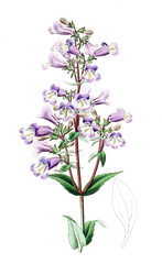 Illustration of plant - 195503665