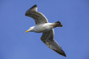 Seagull on the sky