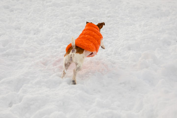 Jumping dog in snow. Fashinable orange coat for pet. Back view. the dog runs away catches up with...