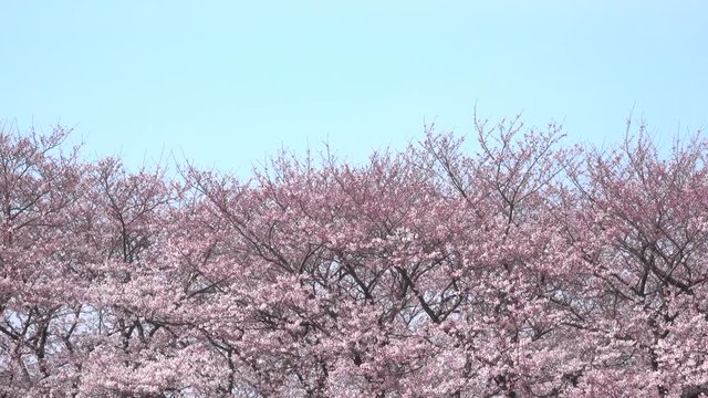 Cherry blossoms in full bloom / panning