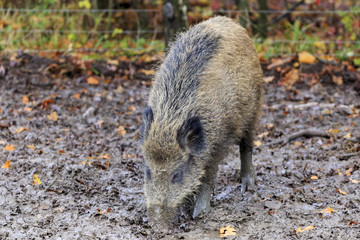 Boar in forest, in autumn.
