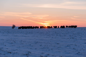 Fototapeta na wymiar Herd of wild bisons