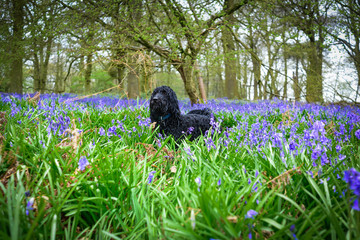 Underwood,Nottinghamshire,UK:14th April 2017. A dull damp start to the easter bank holiday,an ideal...