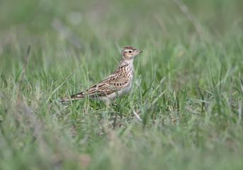 The Eurasian skylark (Alauda arvensis) sits in green grass on the ground