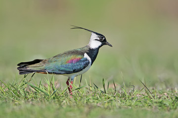 The northern lapwing (Vanellus vanellus) stands on the ground on blurred green background. Close up...