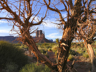 Monument Valley dry trees landscape on Utah and Arizona border 