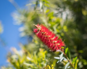 Red Flower in Florida