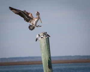 Pelican Landing