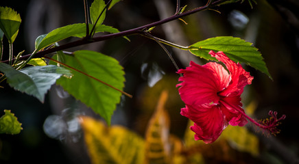 red hibiscus shoe flower