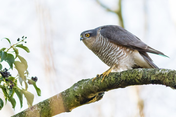 Hawk / Accipiter nisus