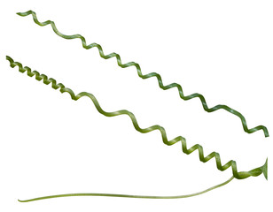 Twisted liana, Vine spring fresh green isolated on white background, clipping path
