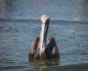 Pelican Trolling for Food