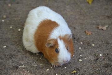 Hamster