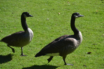 Gänse