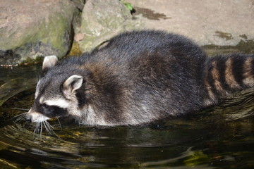 Waschbär