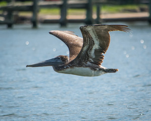 Pelican in Flight