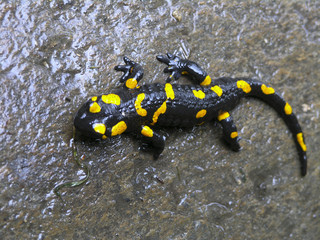 Salamander on the wet stone