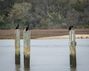 Three Birds, Three Poles
