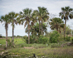 Island of Florida Palms