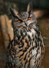 Portrait of a Sleepy Big Own with wonderful orange eyes