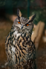 Portrait of a Sleepy Big Own with wonderful orange eyes