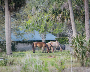 Cumberland Wild Horses