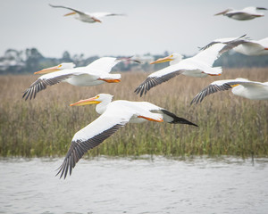 White Pelicans