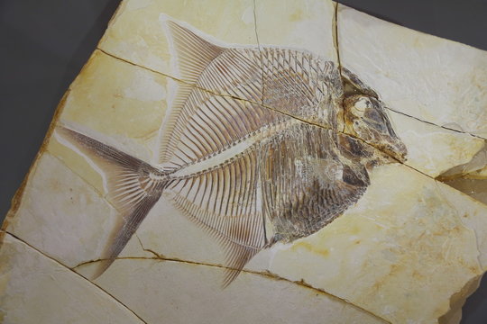 Fossiliensteinbruch - Jurastein aus Eichst&auml;tt