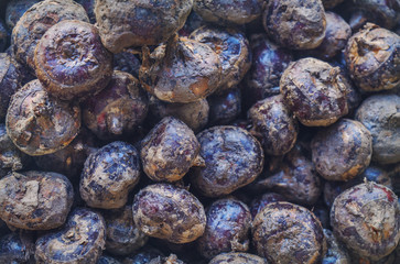 Image of Ground chesnut