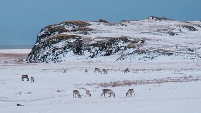 Icelandic reindeer grazing near the Glacier Lagoon in south east Iceland in its natural winter environment.