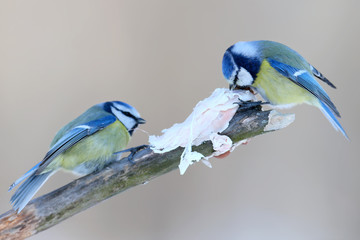 Two blue tits sits on a branch near a piece of pork fat on beige background