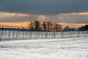 Winterlicher Hopfengarten in Bayern beim Sonnenuntergang