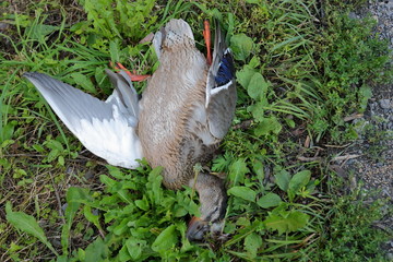 Nieżywa kaczka krzyżówka leży na trawie © Wioletta