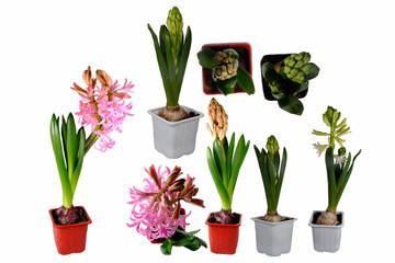 Set of Pink and white growing  hyacinth
