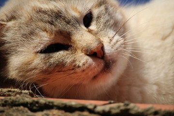 gros plan de chat mignon