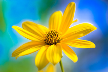 Fiore giallo - Topinambur